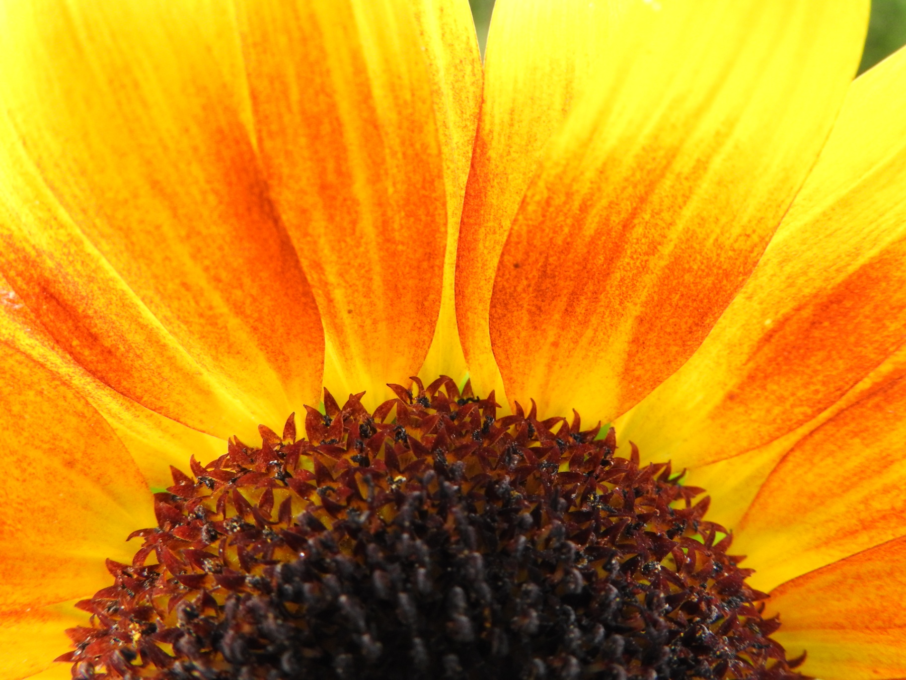 Sonnenblume – Detail von Blütenblättern und Korb