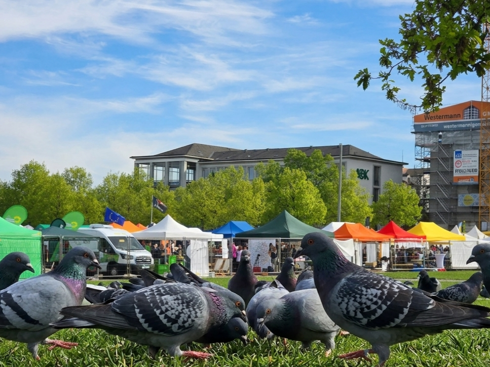 Bunte Marktstände und Tauben auf der Wiese beim Tag der Erde in Kassel