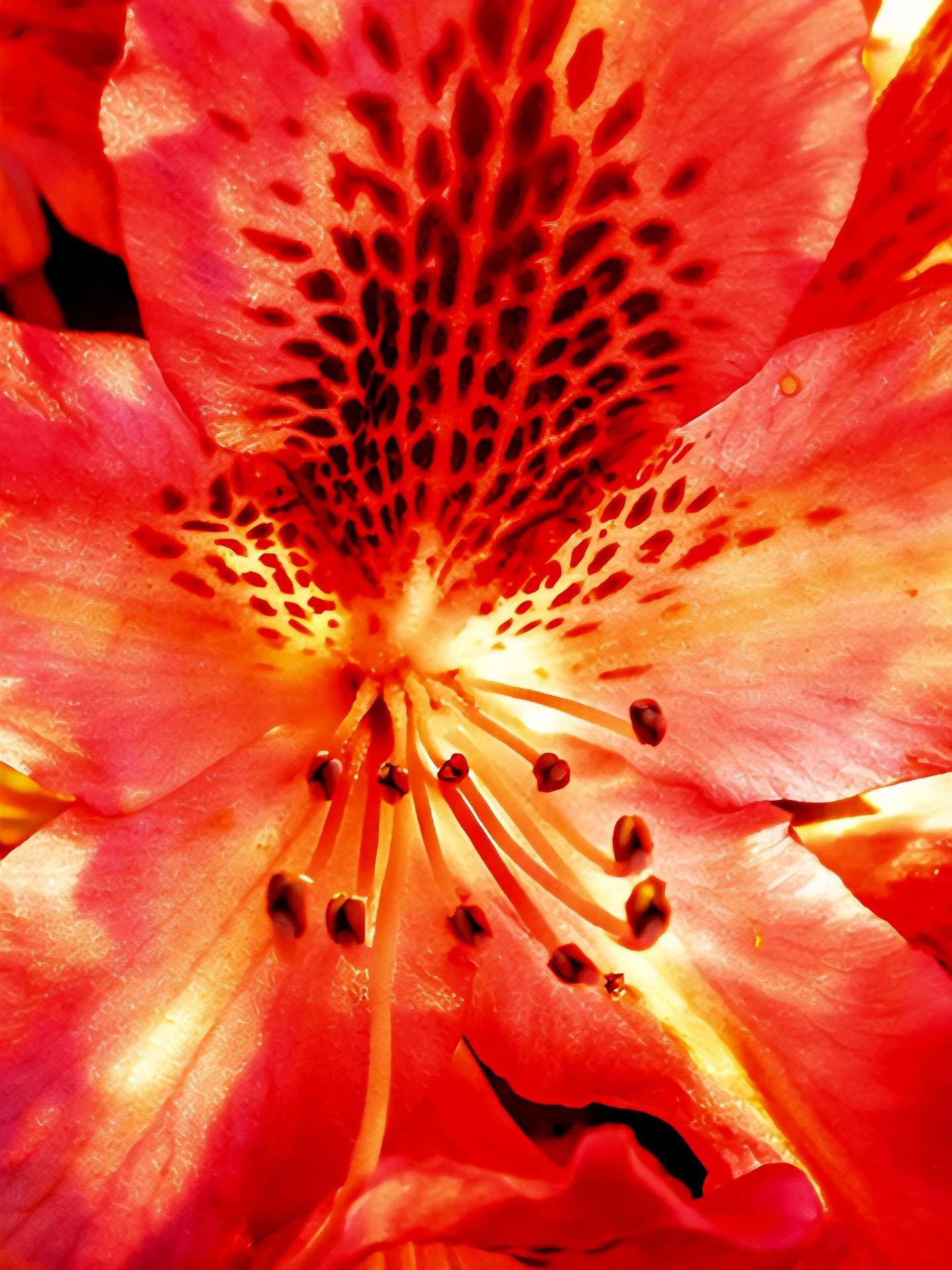 Rote Rhododendronblüte mit Staubgefäßen im Detail